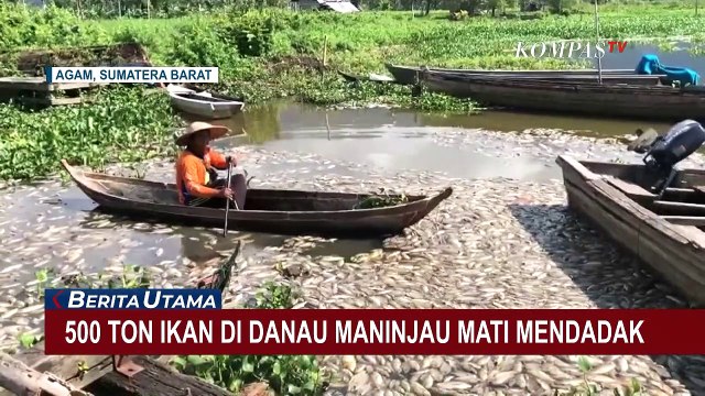 500 Ton Ikan di Danau Maninjau Mati Mendadak, Apa Penyebabnya?