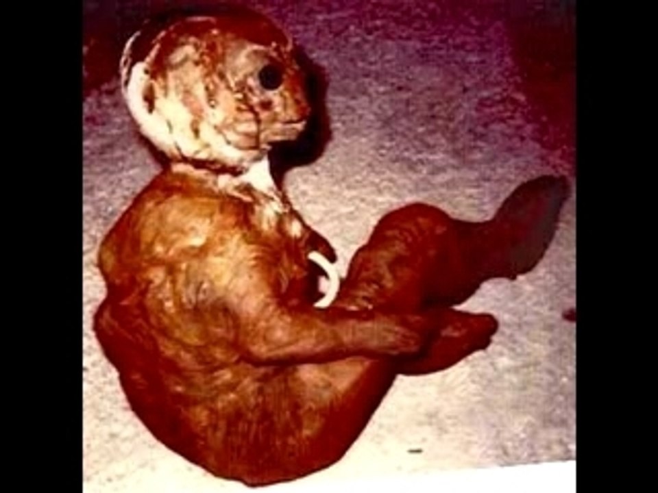 Strange alien and creatures