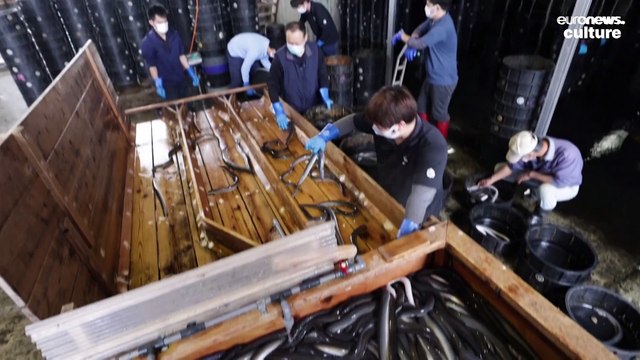 Adored and endangered: The complex world of the Japanese eel