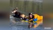 New Mexico Rescuer Slowly Crawls Across Partially Frozen Lake To Save Stranded Deer.mp4
