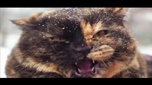 Angry Cat - super angry cats compilation | angry cat-holes