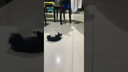 Cute Kitten Loves to Play
