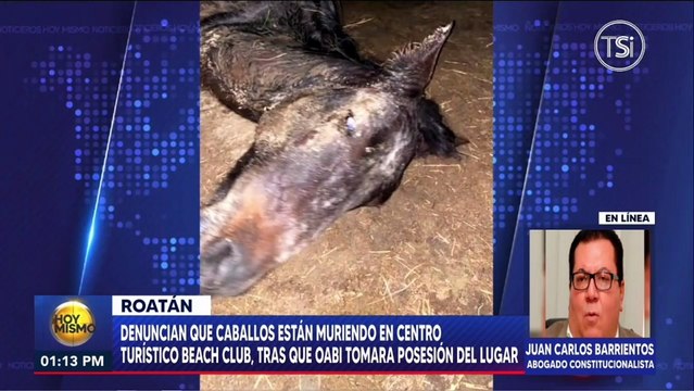 Denuncian que caballos están muriendo en centro turístico Beach Club, tras OABI tomara posesión del lugar