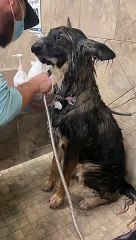 Spa Day for Partially Blind Rescue Dog