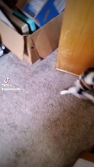 Cat Gets her Head Stuck in a Food Container