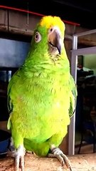 I Love You-says Amazon parrot