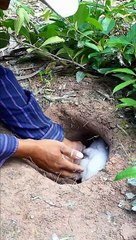 Catch Cute Rabbits in Underground Hole