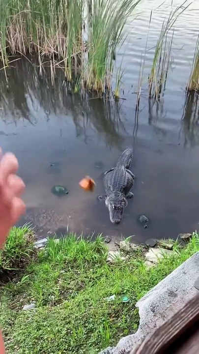 Turtle steals chicken wing from Alligator