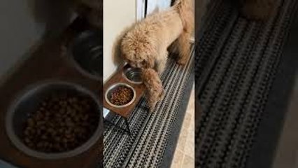 Tiny Dog Wants Some Water Too