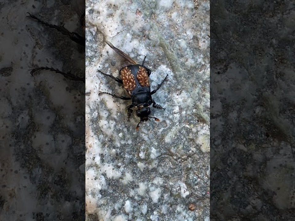 Carrion Beetle Carries Mites