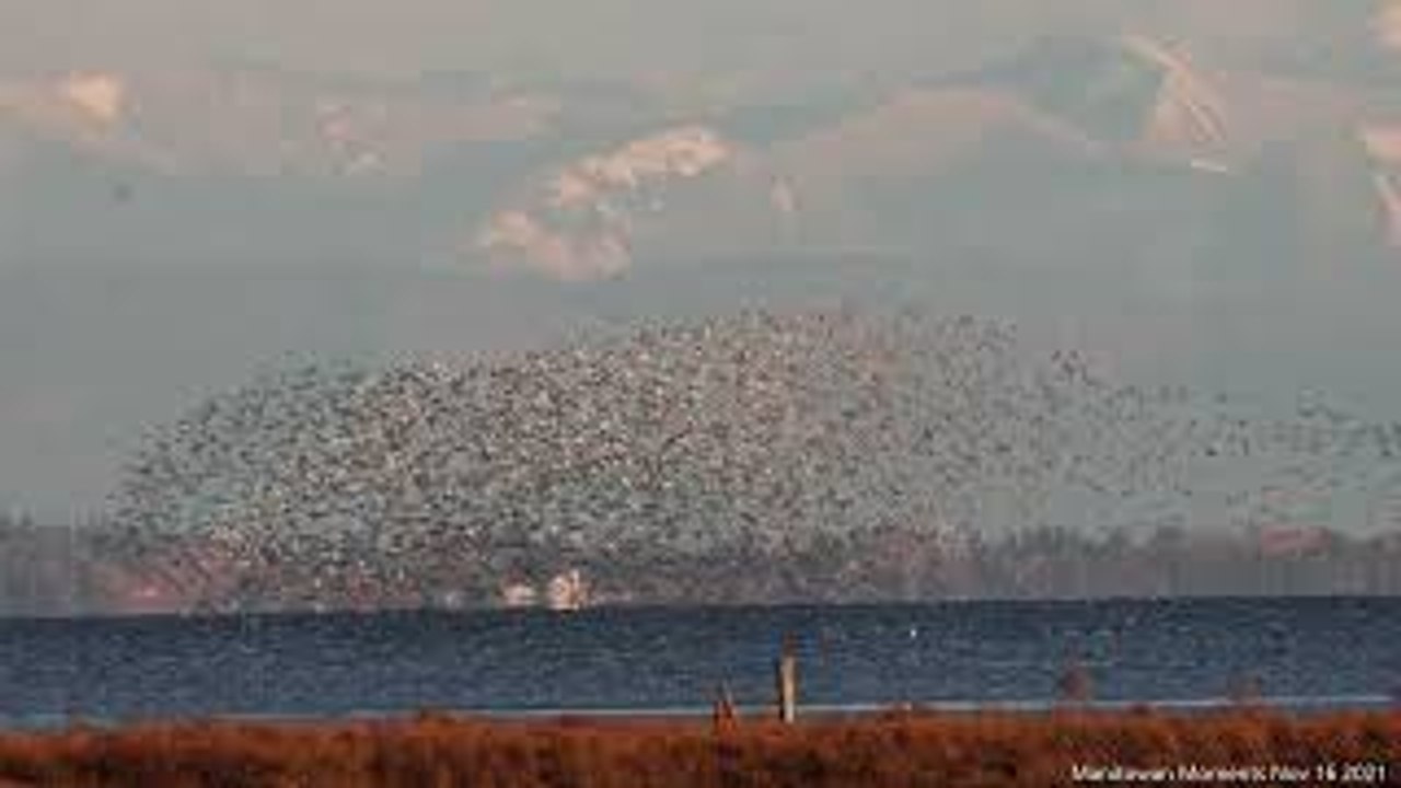 Flocks of Birds Flood the Sky Along Canadian Coast