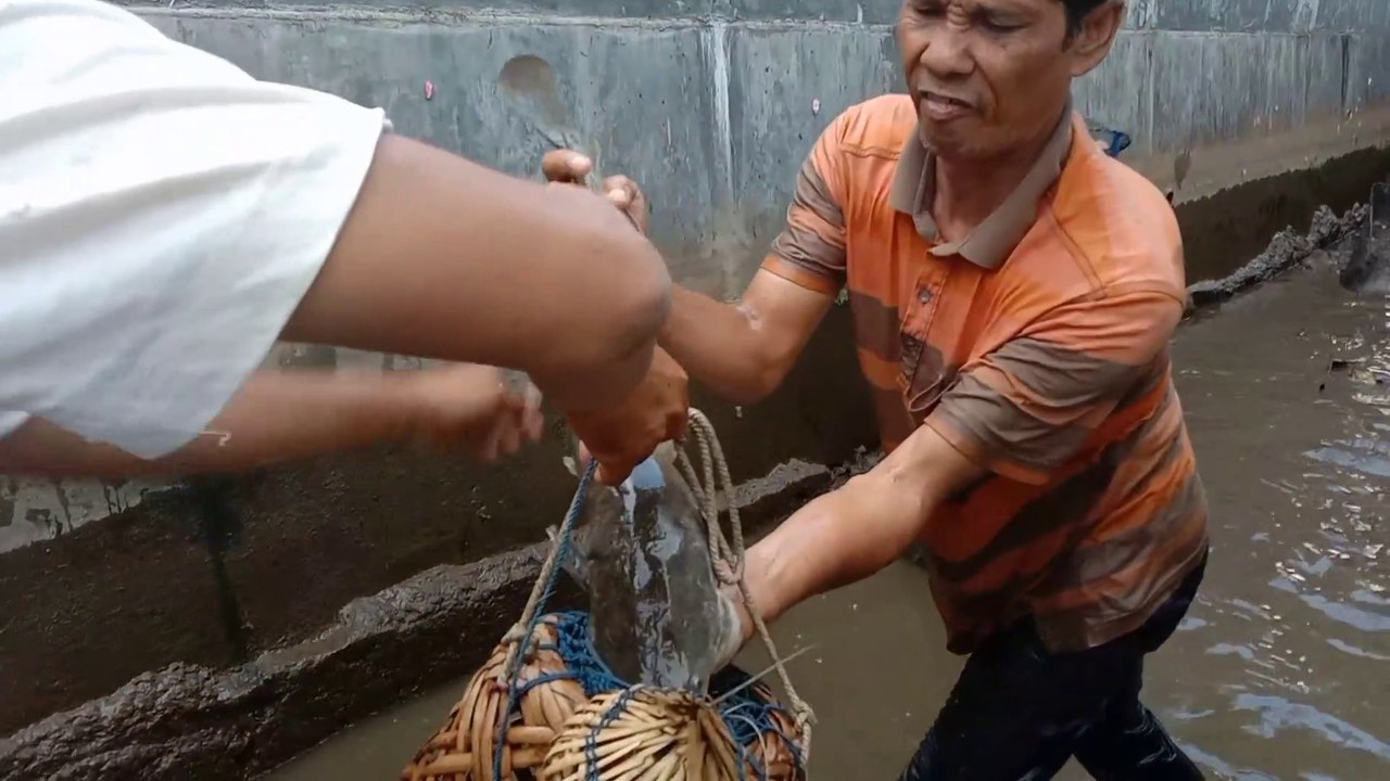 Chatching catfish in small river - Video Dailymotion