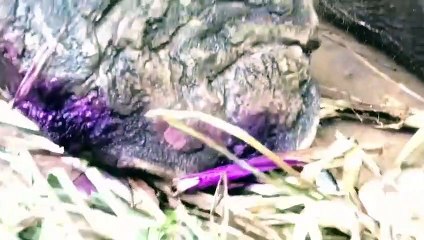 พลายบุญชัย อายุ 51 ปี  ขณะมีชีวิต และทำการรักษา ก่อนล้ม