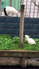 Cat Fighting Time | Funny Cats | Cute Cats | AR Studio