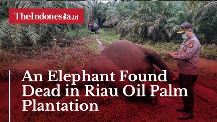 An Elephant Found Dead in Riau Oil Palm Plantation