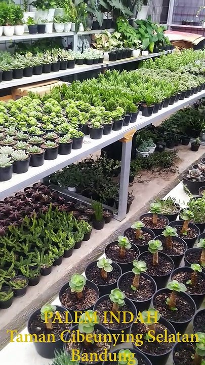 kaktus mini lucu warna warni Palem Indah Taman Cibeunying Bandung
