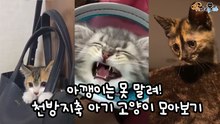 천방지축 아기 고양이 모아보기