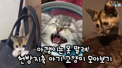 천방지축 아기 고양이 모아보기
