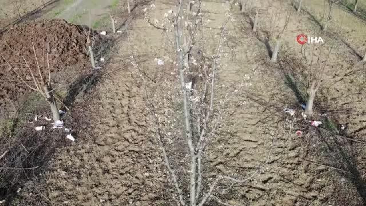 Aralık ayında çiçek açan erik ağacı görenleri şaşırttı