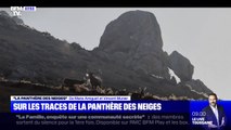 Sur les traces de la panthère des neiges