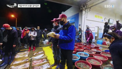 바닷가 사람들 - 겨울 바다의 보물! 꼼치잡이_#003