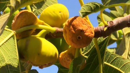 تركيا عاصمة التين المجفف في العالم