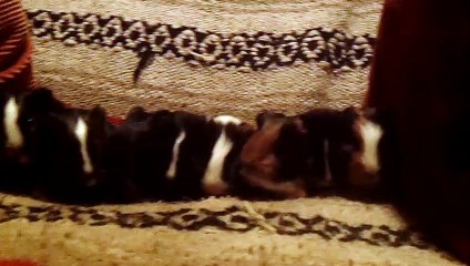 BABY CAVIA PORCELLUS CJ RJ DAVID MARY TRIXIE DAVID IRIS CLOVER 102_7180