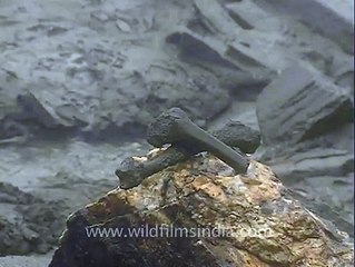 Creepy skeletons in the shadow of Nanda Devi