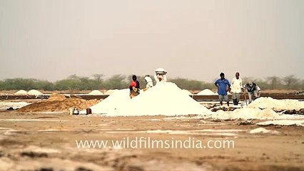 Salt Making, Rann of Kutch
