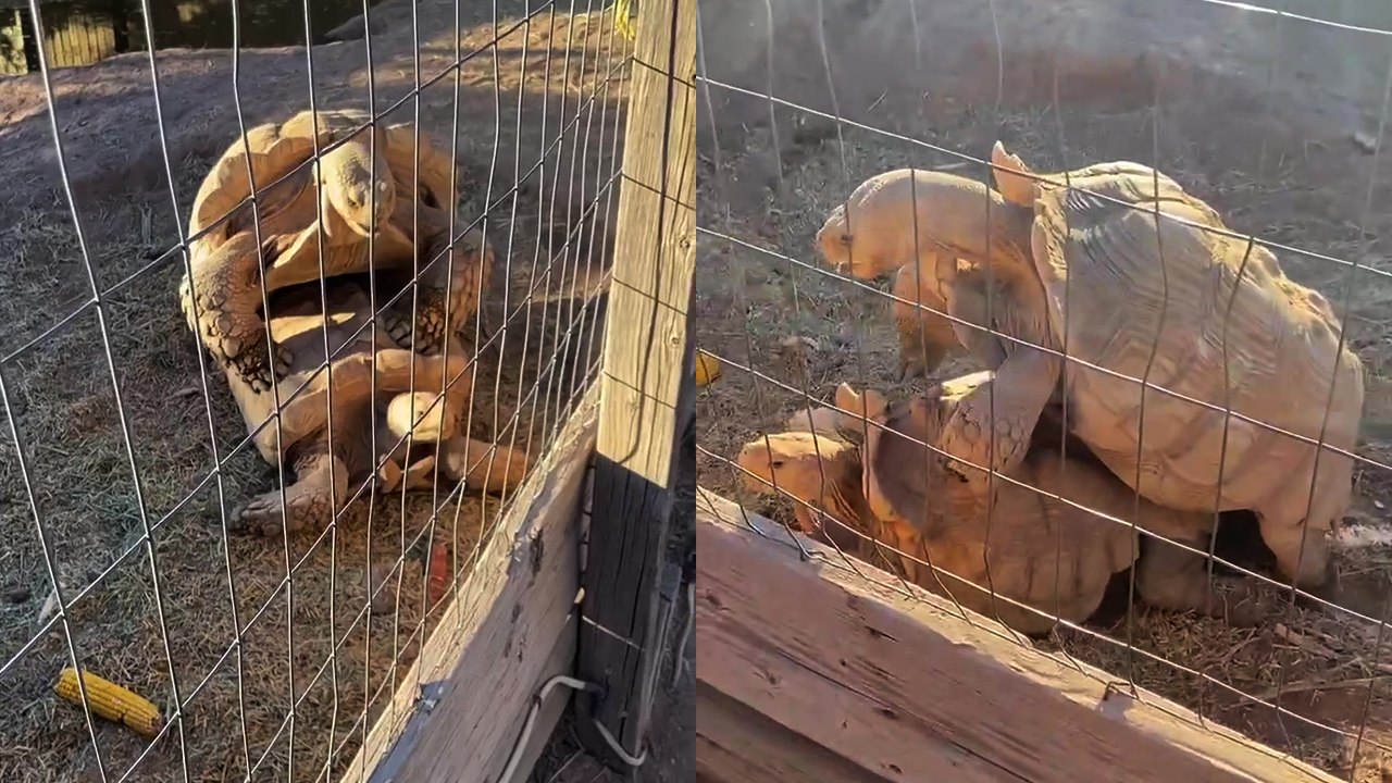 ''THOSE SOUNDS!' Energetic turtle goes ALL OUT while mating with partner '