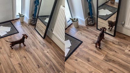 Contract Canceled - Miniature Dachshund left perplexed after seeing her reflection in the mirror