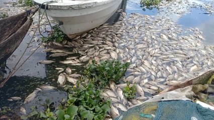 Diduga Fenomena Alam Tubo Belerang, 600 Ton Ikan di Danau Maninjau Mati Mendadak