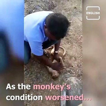 Tamil Nadu Man Saves Injured Monkey By Giving Emergency First Aid