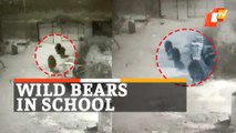 Watch Footage: 3 Bears Venture Into School Premises In Odisha