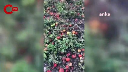 400 ton domatesi tarlada kalan çiftçi isyan etti: 'Bizi kim kurtaracak? Üreterek batıyoruz'