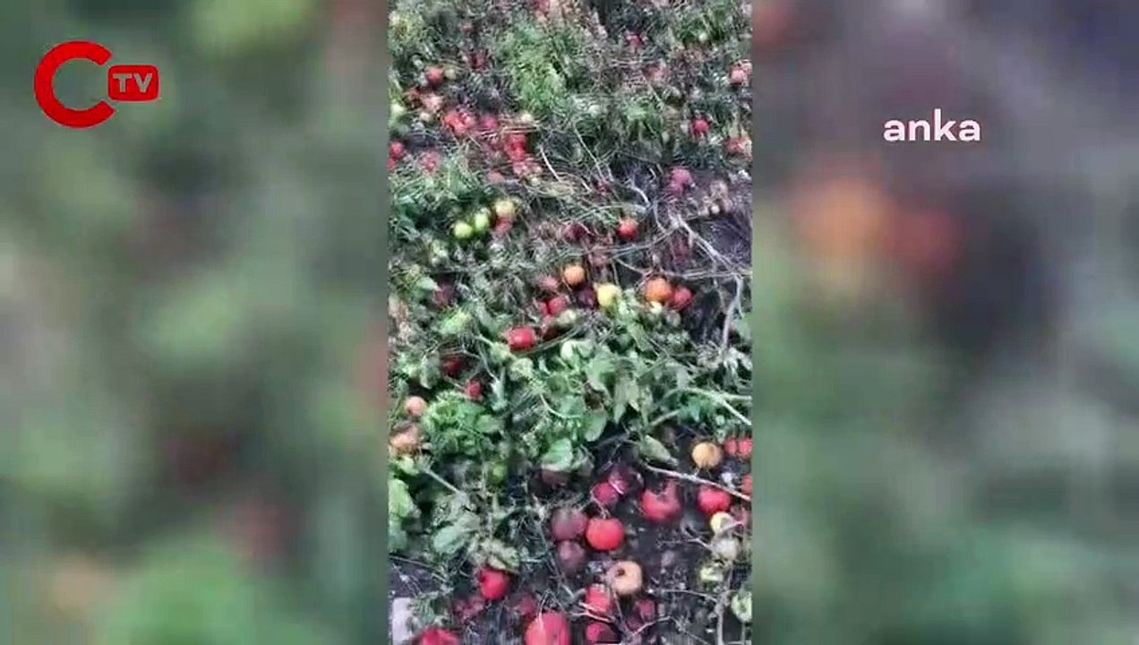 400 ton domatesi tarlada kalan çiftçi isyan etti: 'Bizi kim kurtaracak? Üreterek batıyoruz'