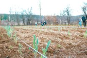 Kastamonu Üniversitesi öğrencileri ders kapsamında boş araziye lavanta dikti