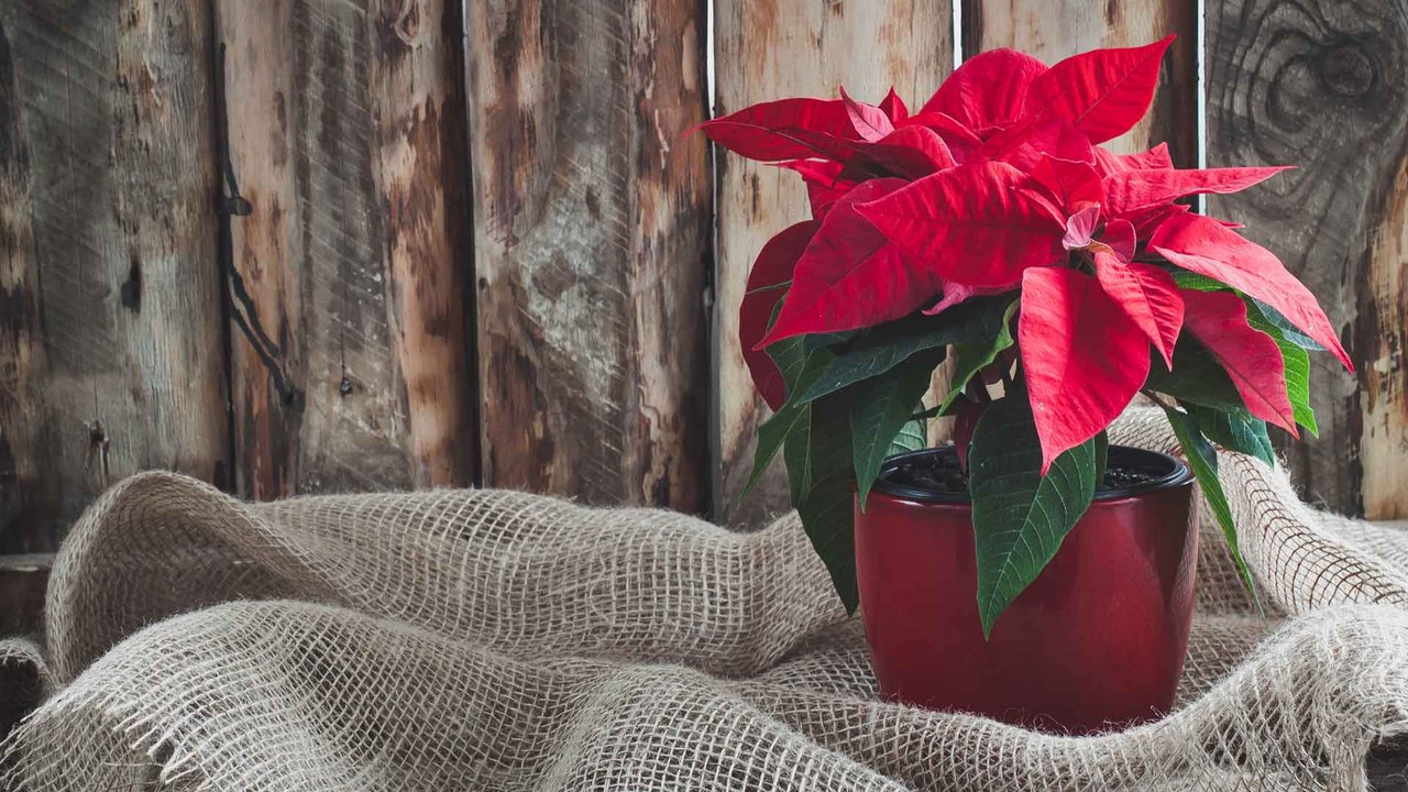 Weihnachtsstern pflegen: So bleibt eure Pflanze lange schön