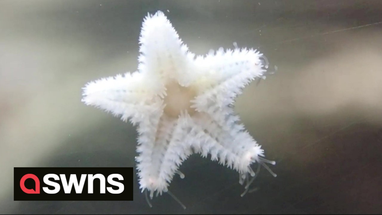 Rare video captures the HUNDREDS of tiny feet s...