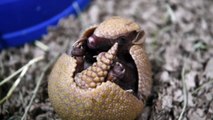 Adorable footage shows this tiny one-month-old armadillo pup, hilariously named Segway.