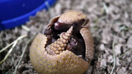 Download Video: Adorable footage shows this tiny one-month-old armadillo pup, hilariously named Segway.