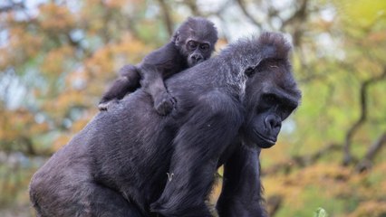 Bristol Zoo: latest on move to wild Place Project t