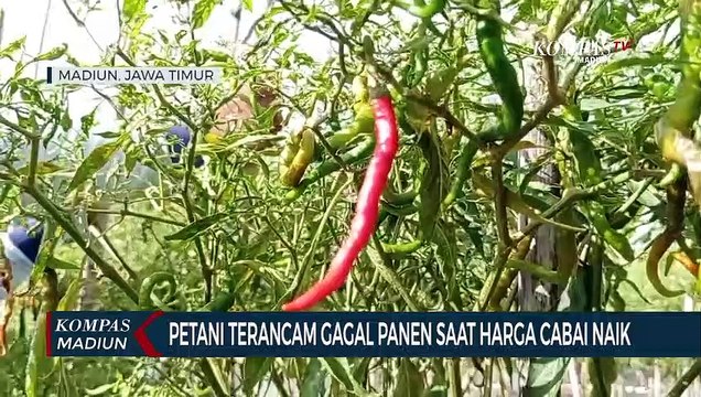 Petani Terancam Gagal Panen Saat Harga Cabai Naik