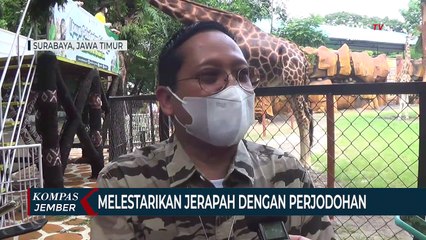 Setelah 5 Tahun Menjomblo, Jerapah KBS Akhirnya Dijodohkan dengan Jerapah Jatim park