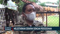 Setelah 5 Tahun Menjomblo, Jerapah KBS Akhirnya Dijodohkan dengan Jerapah Jatim park