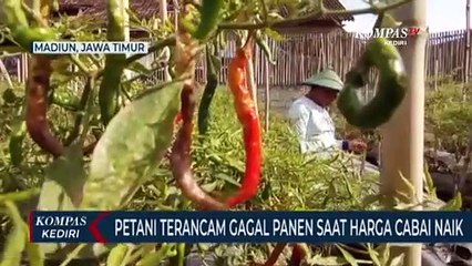Harga Cabai Naik, Namun Petani Justru Terancam Gagal Panen