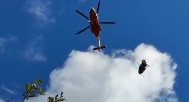 Joppolo (VV) - Mucca cade in un dirupo, soccorsa con elicottero dei Vigili del Fuoco (15.12.21)