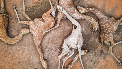 Kenya : une photo de cadavres de girafes alerte sur les ravages de la sécheresse