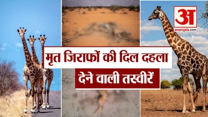 मृत Giraffes की दिल दहला देने वाली Viral Pics