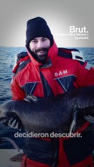 Estos tiburones pueden vivir cientos de años...